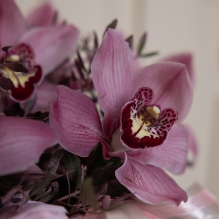 Орхидеи "Секретное послание" 127